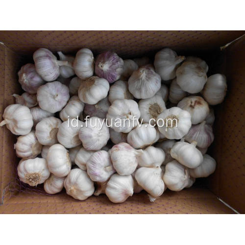 Jual Hot di Pasar Segar Putih Putih Bawang Putih